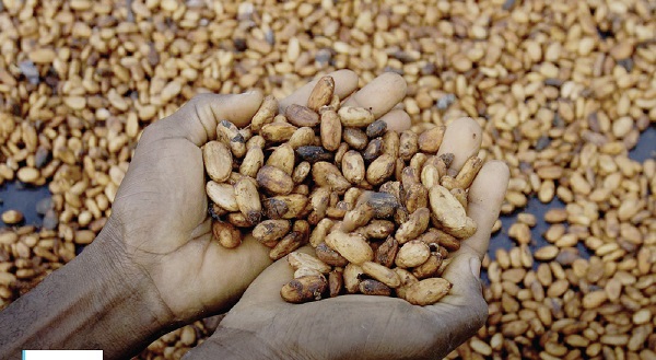 Cocoa exporters in Cote d’Ivoire facing bean shortage