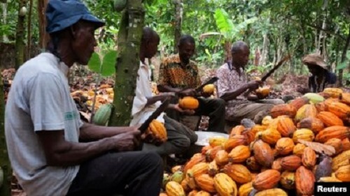 File photo: Some cocoa farmers breaking their pods