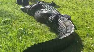 An 85-year-old woman was killed in an alligator attack as she was walking her dog in Fort Pierce, Florida.