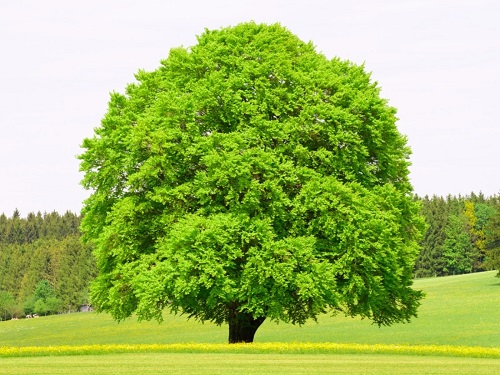 It is illegal to cut or prune your own tree - former EPA boss - Vimarsana News