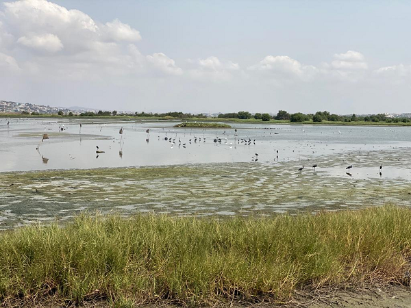 The Densu Delta Ramsar site hosts many migratory birds