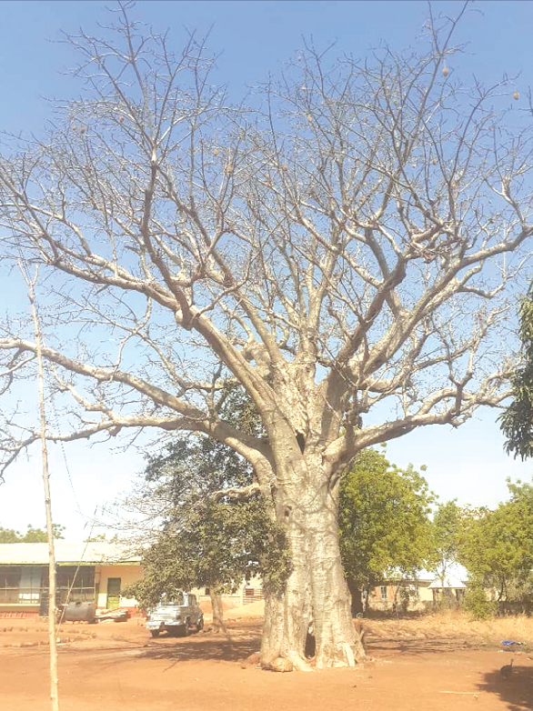 The baobab tree