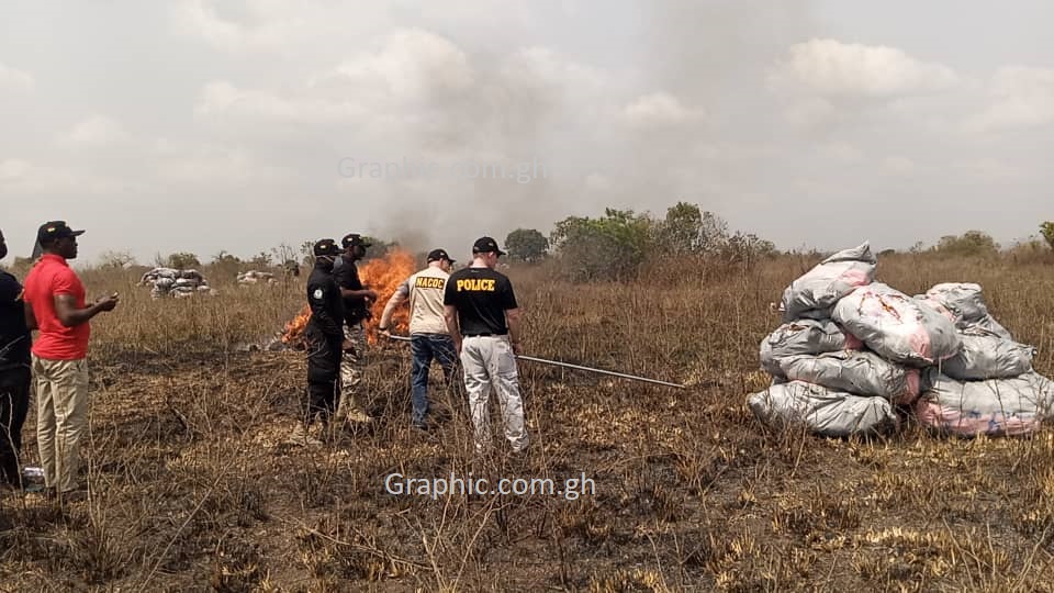 GH¢50million worth of cannabis destroyed in Ghana because they were illegally cultivated