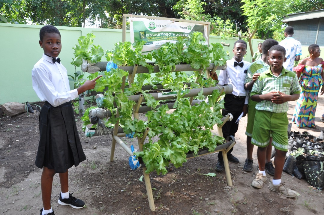 News: Schoolchildren use innovative method to produce lettuce