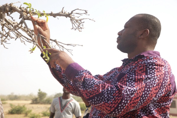 Prof. Felix Kofi  Abagale, CRES Project Lead and Director of WACWISA-UDS, inspecting a native tree