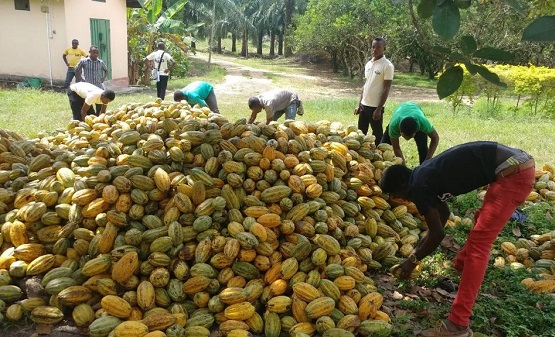 File photo: Cocoa farmers refute Al Jazeera report on child labour