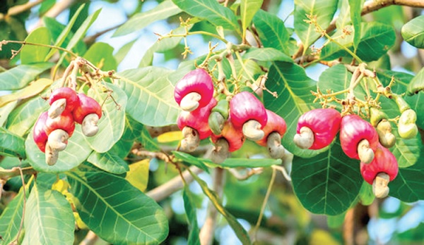 One of the tree crops expected to transform the economy 