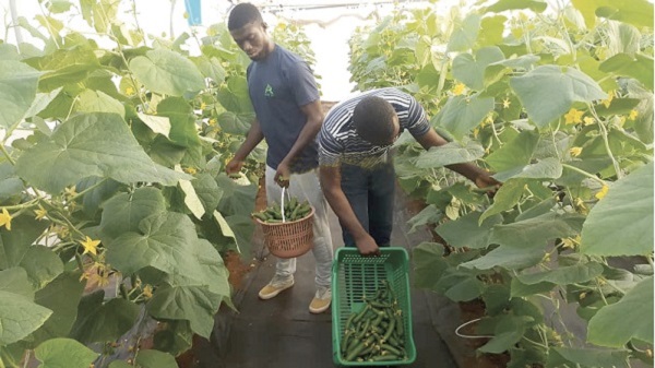 Greenhouse vegetable farming in Ghana
