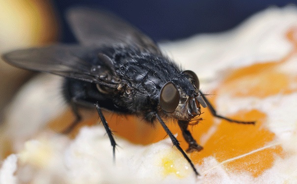 Public Health Alert: Suspected black flies invade Dawhenya