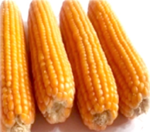 CRI-Abebe, a variety of corn CRI-Abebe, a variety of corn
