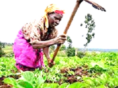 A farmer using a hoe, one of the traditional tools for farming A farmer using a hoe, one of the traditional tools for farming