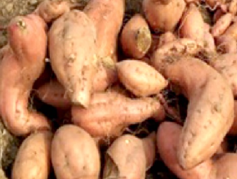 CRI-Kofi Annan, a sweet potato variety which matures within five months. CRI-Kofi Annan, a sweet potato variety which matures within five months.