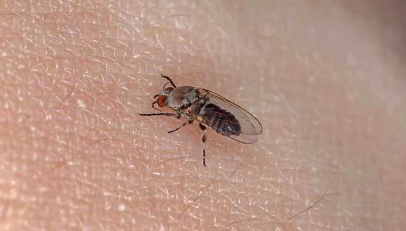 A black fly