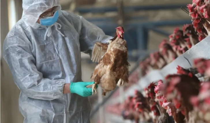 GH¢1.8m bird flu compensation can’t be accounted