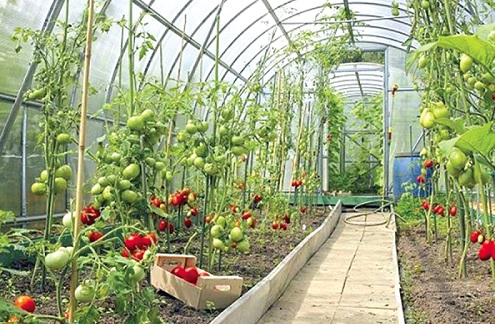 A greenhouse technology, one of climate adaptation methods
