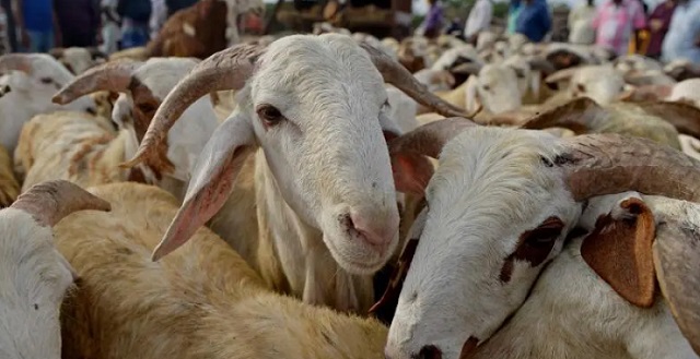 Anthrax outbreak: Movement of ruminants banned in Upper East 