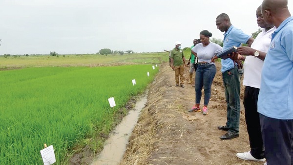 Some officials of the Ghana Irrigation Development Authority inspecting a demonstration farm