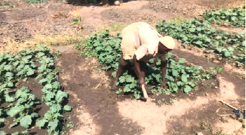 Kanyizine Kansah, a 59-year-old visually impaired man working on his vegetable farm