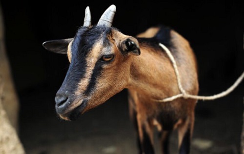 Carpenter sentenced to one year in jail for stealing goat 