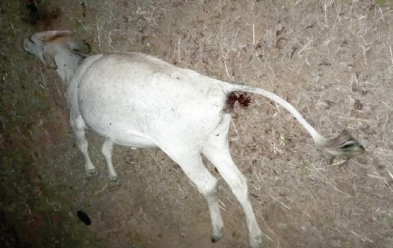 One of the dead animals suspected to have been killed by anthrax 