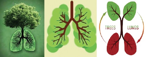 Trees are the lungs of the earth. Turned upside down human lungs look like trees
