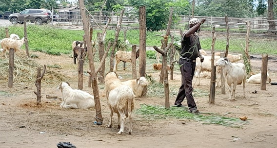 Livestock on sale in Koforidua