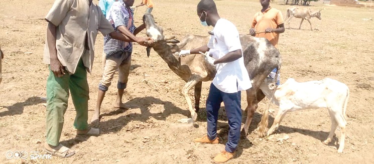 • A veterinary officer vaccinating some of the animals