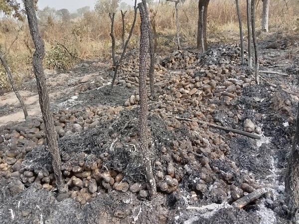 Some of Nkalban's yam setts that were ravaged by wildfire at Egambo-do