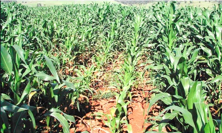 • A corn field. A Green Revolution is needed