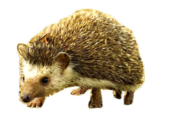  A hedgehog
