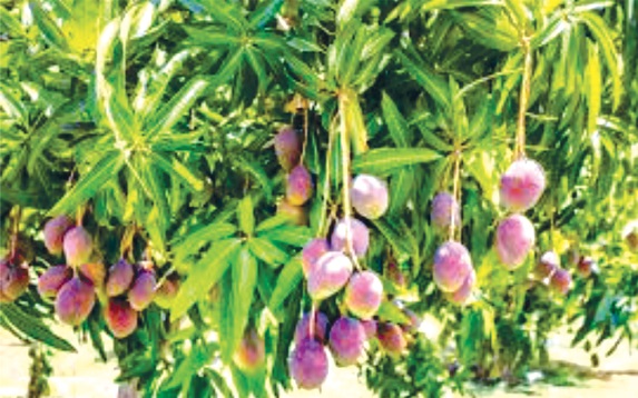 Faith produces works, just as a mango tree produces mango fruits: You cannot separate the two