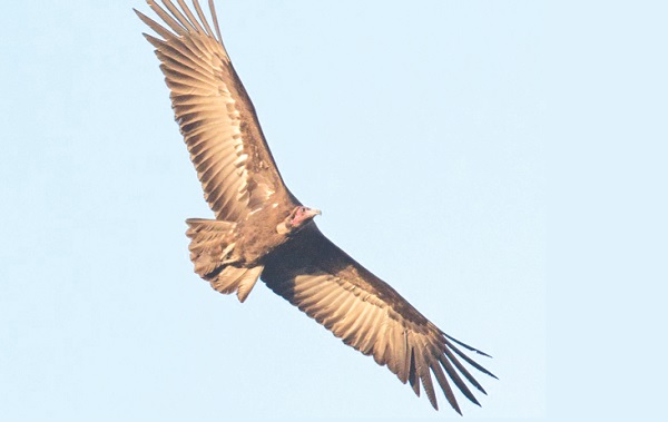 A vulture in flight