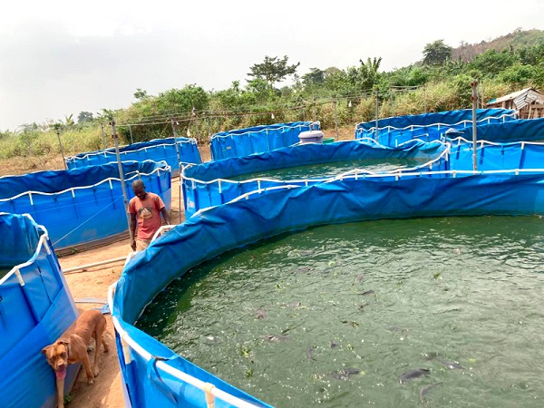 Catfish farming, New money maker 