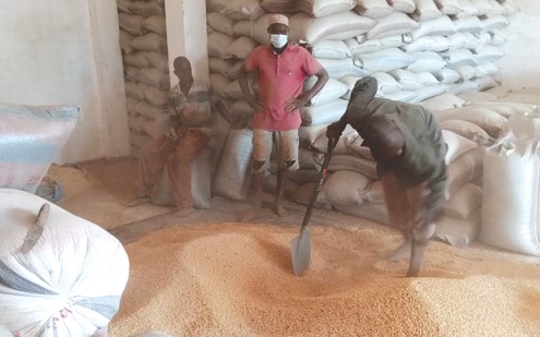 • Some of the farmers bagging soya beans into sacks