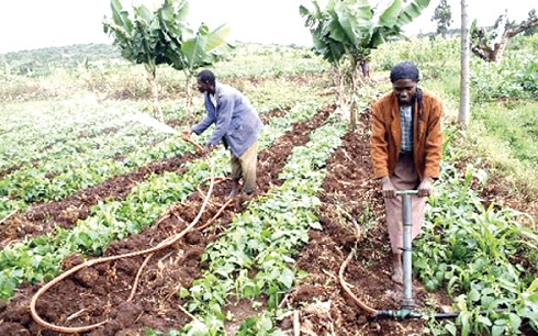 Africa’s agricultural productivity and yields are among the lowest