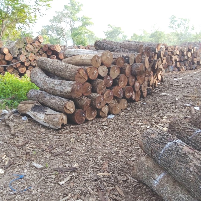 Some of the native trees felled for fire wood