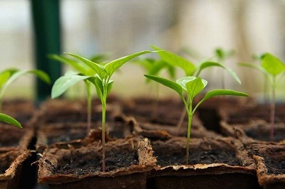 Tree seedlings ready for planting 