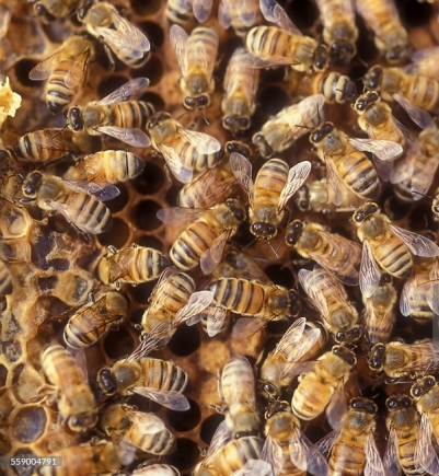 Bee attack disrupts  burial service 