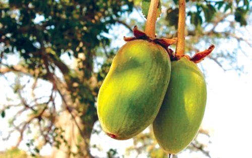Baobab fruit
