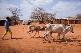 Ethiopia's drought