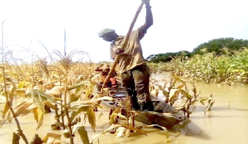A farmer trying to salvage his farm produce from his flooded farm in the Savannah Region A farmer trying to salvage his farm produce from his flooded farm in the Savannah Region