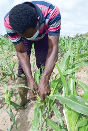 Abdul Karim Tetteh showing  crops destroyed by  insects