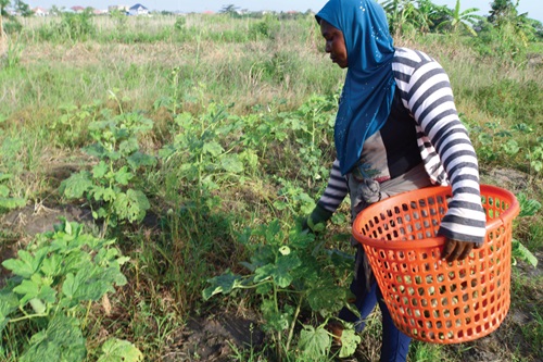 A farmer at work 