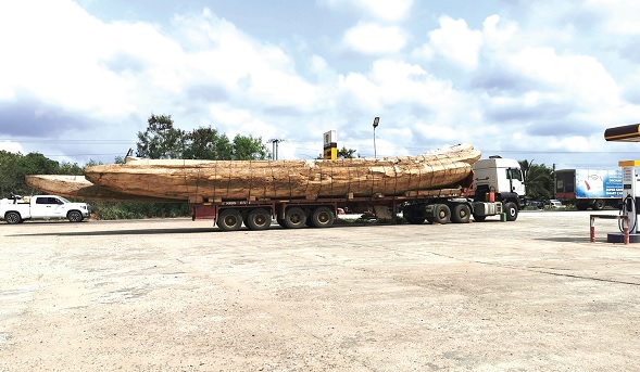 Newly carved canoe being conveyed to the seaside 