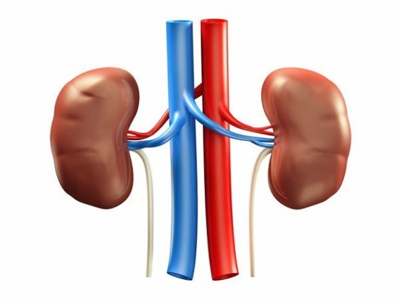 Take care of your kidneys — GKA