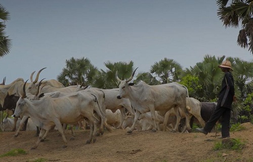 Jihadis selling rustled cattle in Ghana