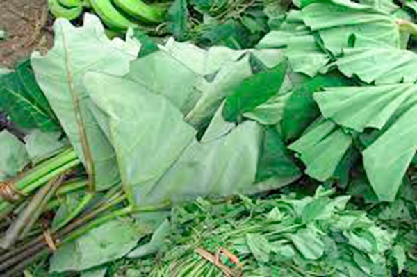 Cocoyam leaves Cocoyam leaves