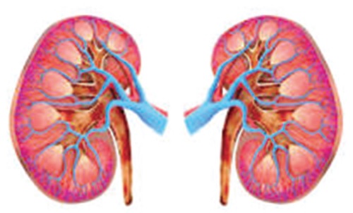 Funding kidney disease treatment (2)