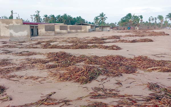  Dried seaweeds after tidal waves on the premises of FSSRC Basic School. Source: Writer