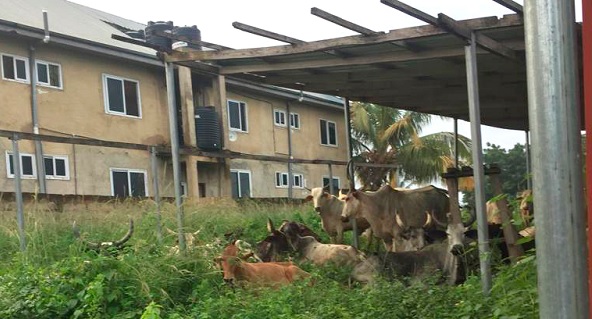The ranch which has generated controversy. INSET: Some of the cattle grazing in the community